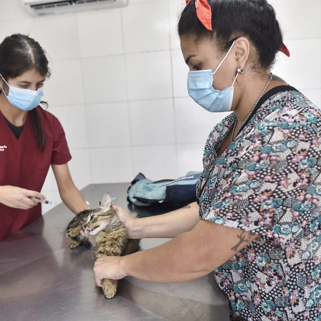 En dos años, la Municipalidad vacunó contra la rabia a más de 36.000 animales de compañía