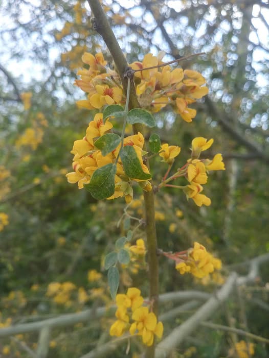 El Chañar es uno de los árboles más resistentes de Sudamérica.