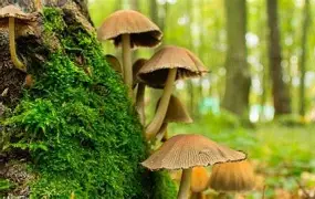 Científicas estudian diversidad y potenciales utilidades de los hongos